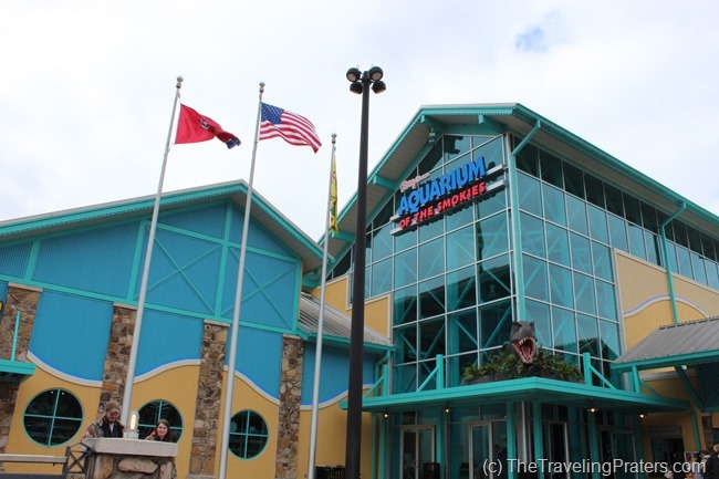 Ripley's Aquarium of the Smokies- Your Guide to Homeschool Friendly Spring Break Ideas in the Smokies via www.thetravelingpraters.com Ripley's Aquarium of the Smokies- Your Guide to Homeschool Friendly Spring Break Ideas in the Smokies via www.thetravelingpraters.com
