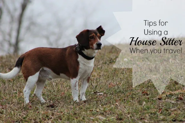 Tips for Using a House Sitter When You Travel