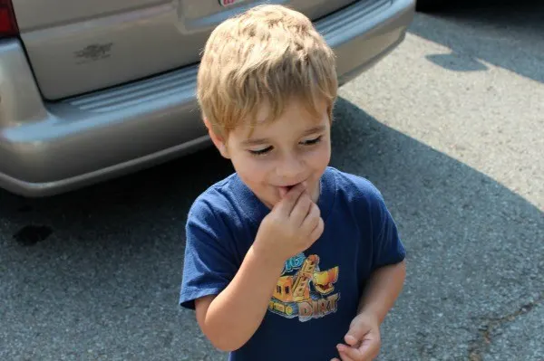 Eating His First Blueberry From The Blueberry Patch In Mansfield OHio .webp