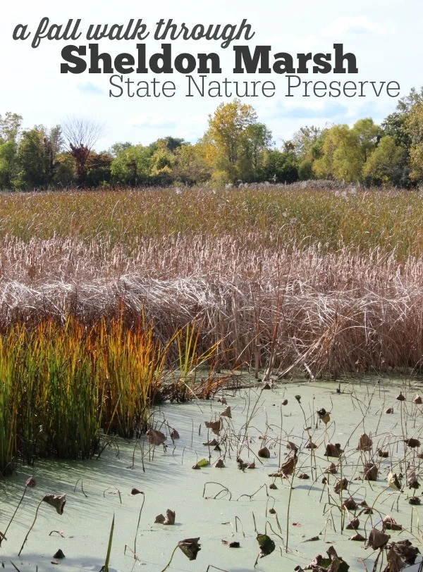 A Fall walk through Sheldon Marsh State Nature Preserve