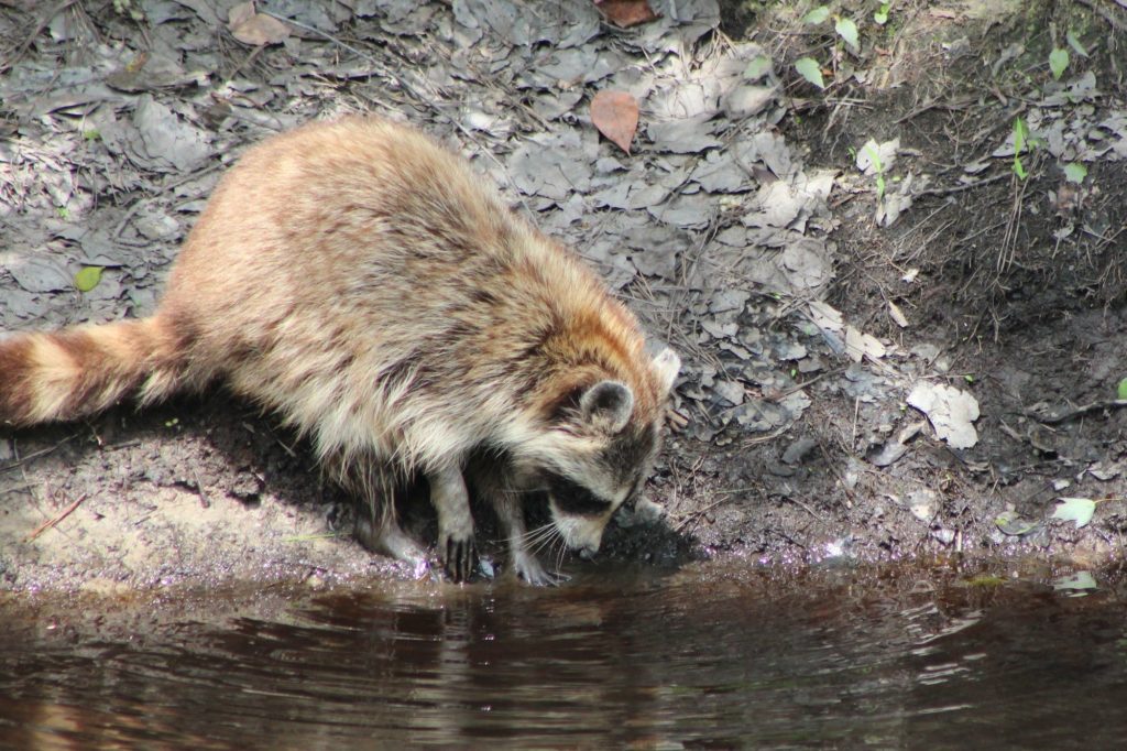 Outer Banks Vacation
