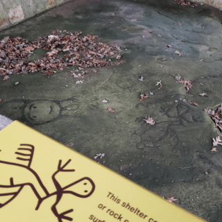 Ancient petroglyphs on a rock in southeastern Ohio.