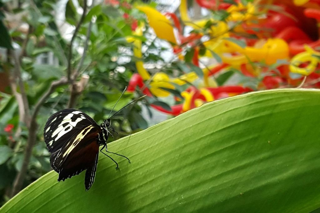 Display in Franklin Park Conservatory