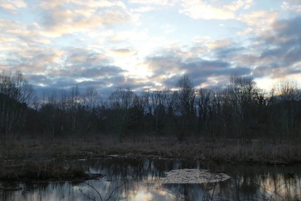 A wetland look at the wayne national forest 