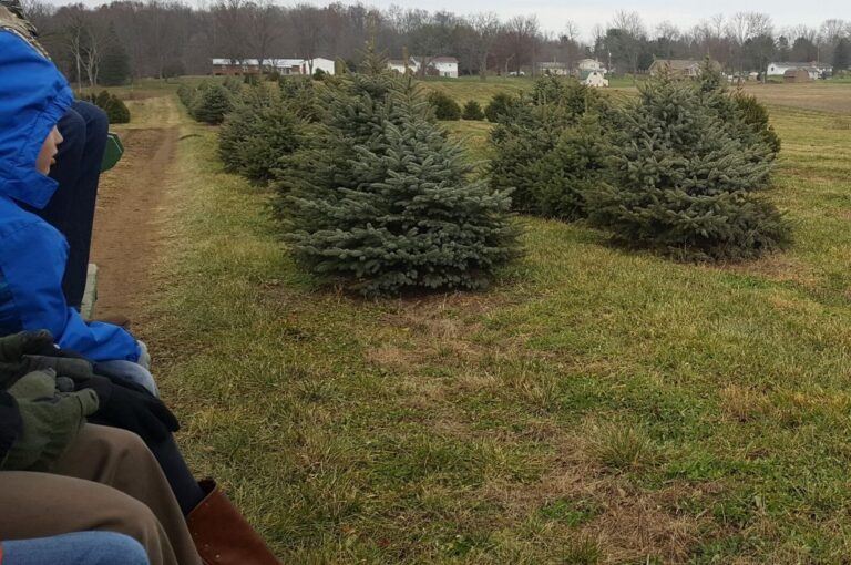 6 Top Christmas Tree Farms in Ohio (2023) Travel Inspired Living